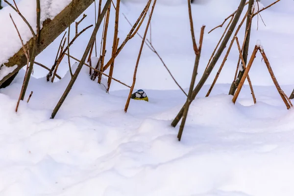 Les oiseaux forestiers vivent près des mangeoires en hiver — Photo