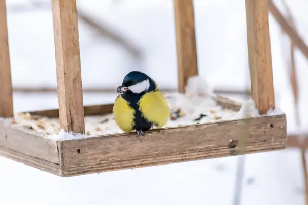 Lesní ptáci žijí v zimě v blízkosti krmiv — Stock fotografie