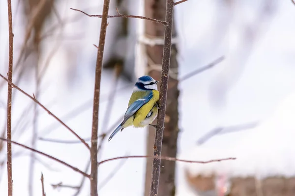 Aves del bosque viven cerca de los comederos en invierno —  Fotos de Stock