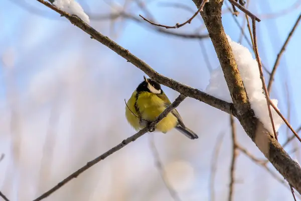 Waldvögel leben im Winter in der Nähe der Futterstellen — Stockfoto