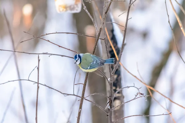 Лісові птахи живуть біля годівниць взимку — стокове фото