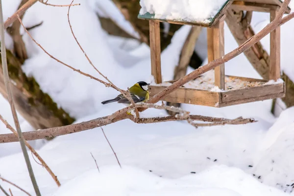Orman kuşları kışın beslenenlerin yanında yaşar.