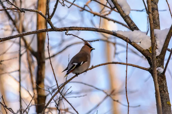 Лесные птицы зимой живут рядом с кормушками — стоковое фото
