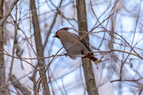 Aves del bosque viven cerca de los comederos en invierno —  Fotos de Stock