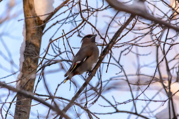 Aves da floresta vivem perto dos alimentadores no inverno — Fotografia de Stock