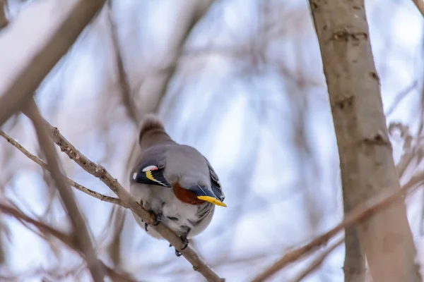 Waldvögel leben im Winter in der Nähe der Futterstellen — Stockfoto