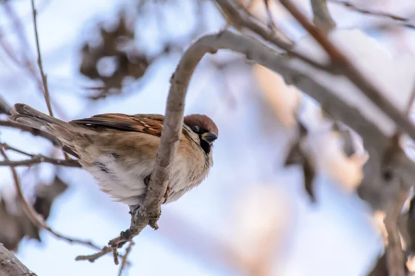 Aves del bosque viven cerca de los comederos en invierno —  Fotos de Stock