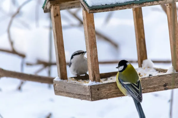 Skogsfåglar lever nära matarna på vintern Royaltyfria Stockbilder