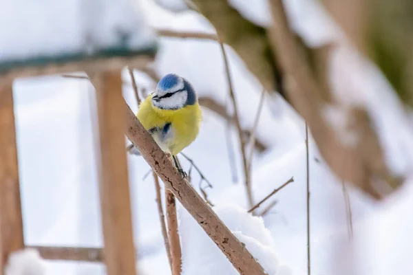 Skogsfåglar lever nära matarna på vintern Stockbild