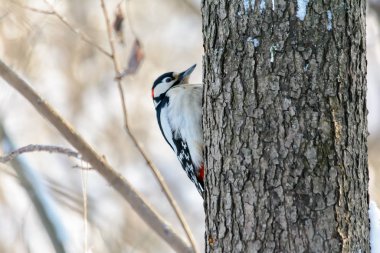 Orman kuşları kışın beslenenlerin yanında yaşar.