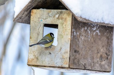 Orman kuşları kışın beslenenlerin yanında yaşar.