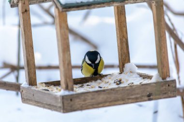 Orman kuşları kışın beslenenlerin yanında yaşar.