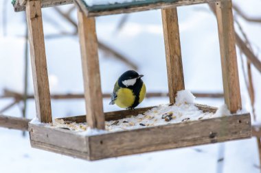 Orman kuşları kışın beslenenlerin yanında yaşar.