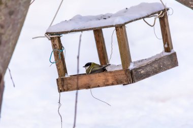Orman kuşları kışın beslenenlerin yanında yaşar.