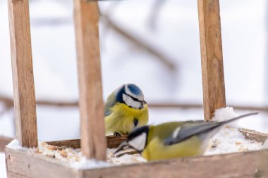 Orman kuşları kışın beslenenlerin yanında yaşar.