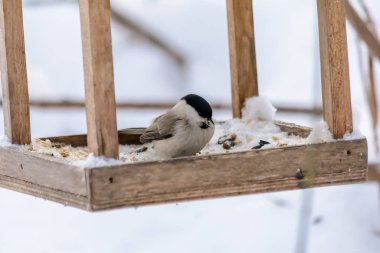 Orman kuşları kışın beslenenlerin yanında yaşar.