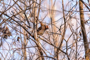 Orman kuşları kışın beslenenlerin yanında yaşar.