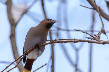 Orman kuşları kışın beslenenlerin yanında yaşar.