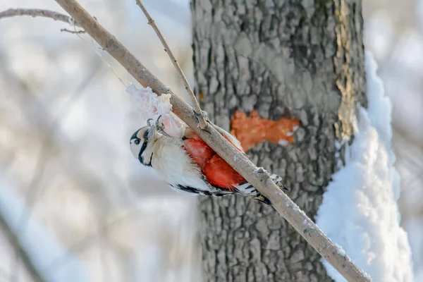 冬天森林鸟类住在喂食者附近 — 图库照片