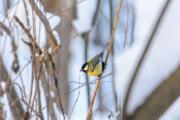Ptaki leśne żyją zimą w pobliżu karmników. — Zdjęcie stockowe