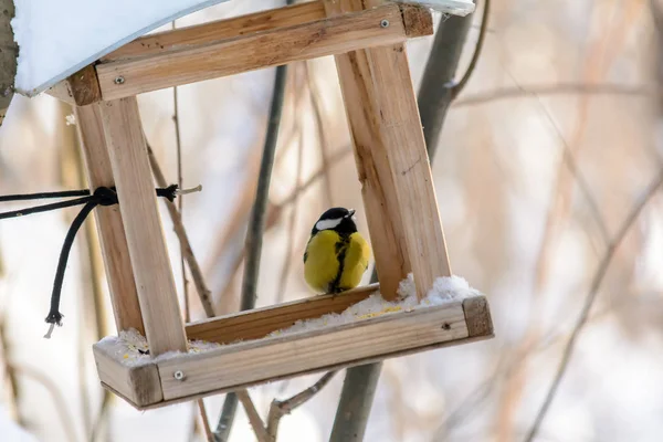 Télen az erdei madarak az etetők közelében élnek — Stock Fotó
