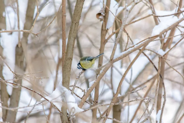 Gli uccelli forestali vivono vicino agli alimentatori in inverno — Foto Stock