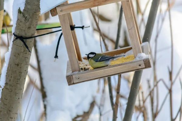 Les oiseaux forestiers vivent près des mangeoires en hiver — Photo