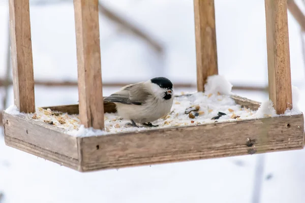 Forest birds live near the feeders in winter — Stock Photo, Image
