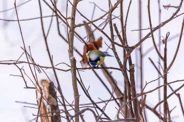 Aves da floresta vivem perto dos alimentadores no inverno — Fotografia de Stock