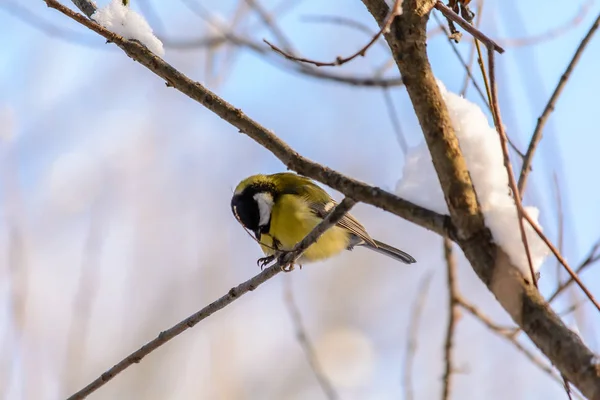 Aves da floresta vivem perto dos alimentadores no inverno — Fotografia de Stock