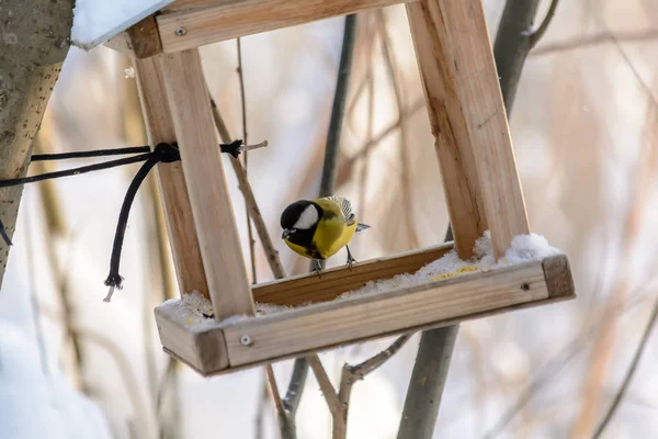 Skogsfåglar lever nära matarna på vintern Royaltyfria Stockfoton