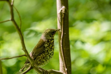 Sıcak yaz mevsiminde ormandaki kuşların yaşamı