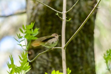 Sıcak yaz mevsiminde ormandaki kuşların yaşamı