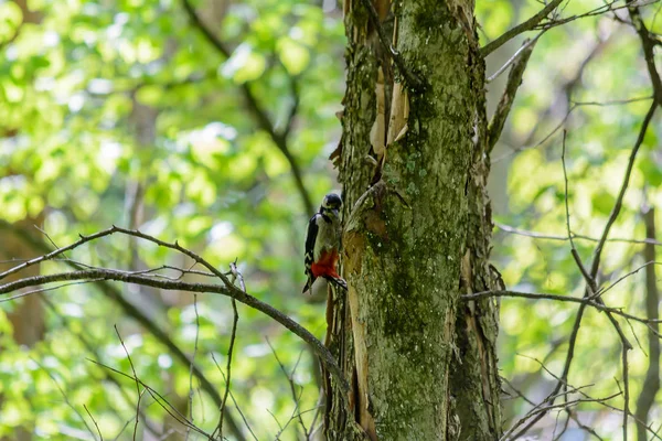 La vida de las aves del bosque en el bosque en el cálido verano — Foto de Stock
