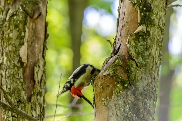 Život lesních ptáků v lese v teplém létě — Stock fotografie