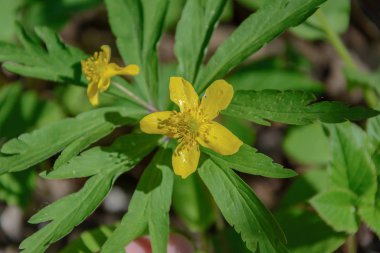 Doğanın uyanış bahar