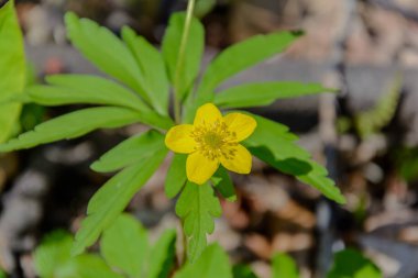 Doğanın uyanış bahar