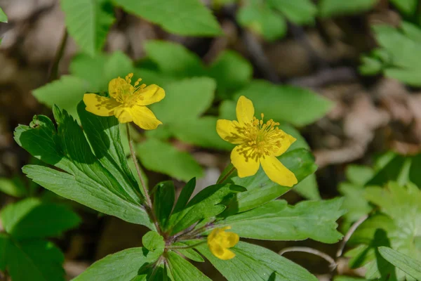 Doğanın uyanış bahar