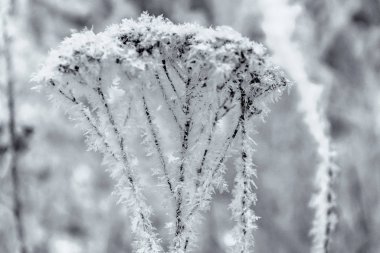 Kış aylarında doğanın güzelliği