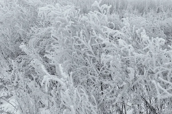 Beleza da natureza no inverno — Fotografia de Stock