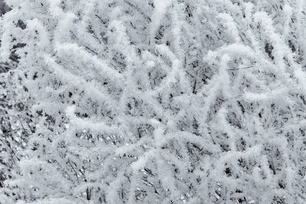 Schönheit der Natur im Winter — Stockfoto