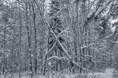 Kış aylarında doğanın güzelliği