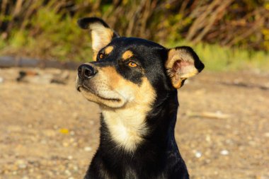 Köpek sonbahar güneşinin ılık ışınlarının altında güneşleniyor.