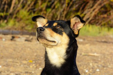 Köpek sonbahar güneşinin ılık ışınlarının altında güneşleniyor.