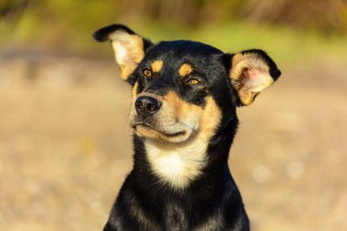 Köpek sonbahar güneşinin ılık ışınlarının altında güneşleniyor.