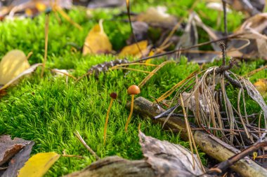 Ormandaki zehirli mantarlar Güneş ışınlarının altında
