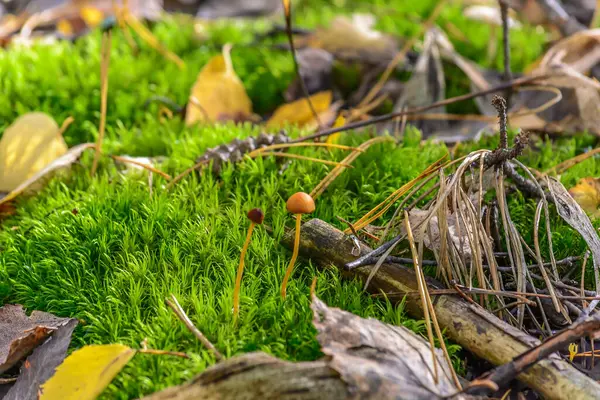 Ormandaki zehirli mantarlar Güneş ışınlarının altında