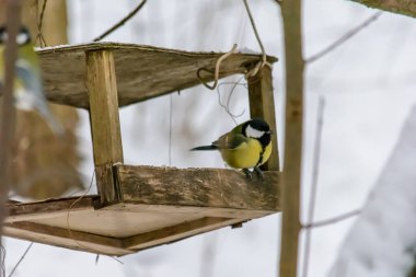 The tit sits on the edge of the feeder
