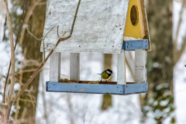 The bird feeds from the feeder in winter