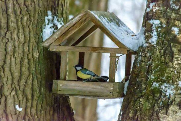 Kuş kışın besleyiciden beslenir.